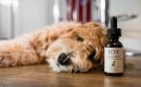 CBD for Pets: Should You Give Your Cat or Dog CBD oil?