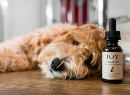CBD for Pets: Should You Give Your Cat or Dog CBD oil?