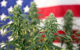 What Will the US Government do about CBD Oil?
