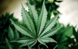 Virginia on Track for Cannabis Reform Overhaul