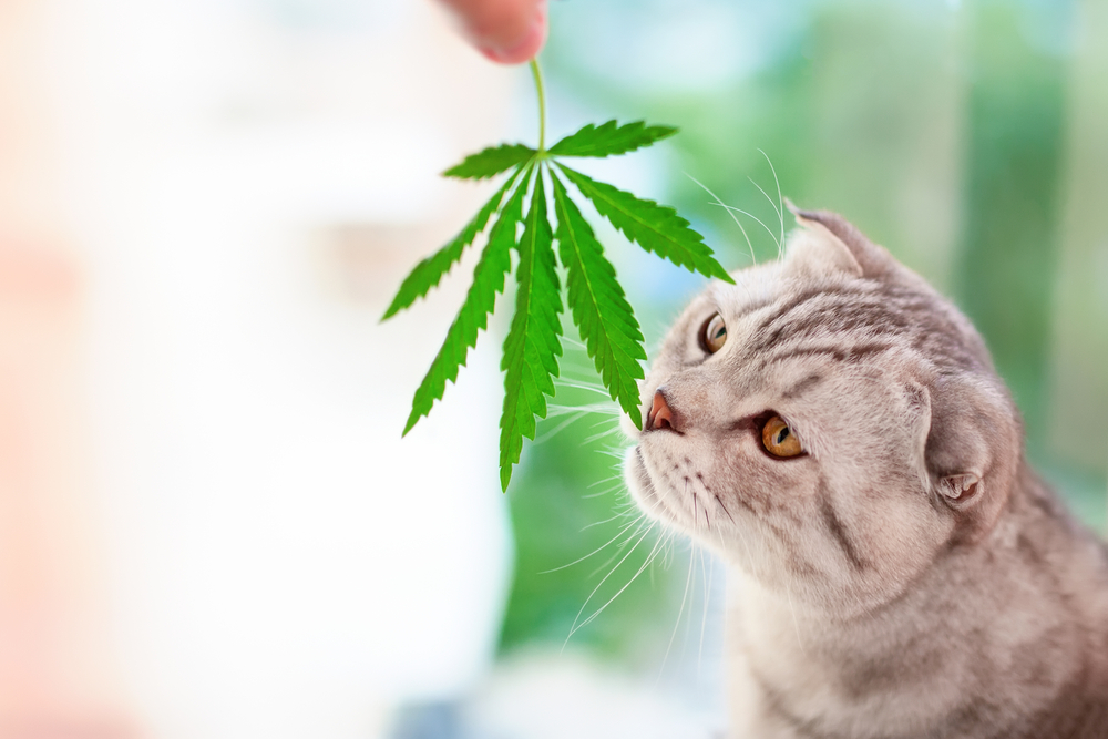 Study: 80% of Canadian Pet Owners Purchased CBD