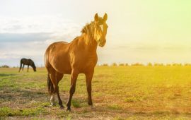 Texas A&M Studying Effects of CBD on Horses