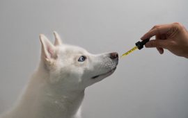 Iditarod Champ Gives CBD to His Dogs