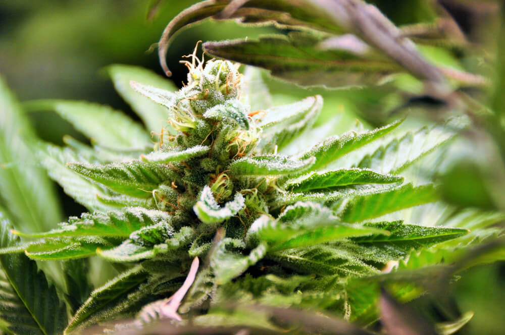5 Things You Should Know About the Fruity Pebbles Marijuana Strain