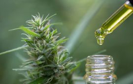 What’s The Difference Between CBD and Hemp Oil?
