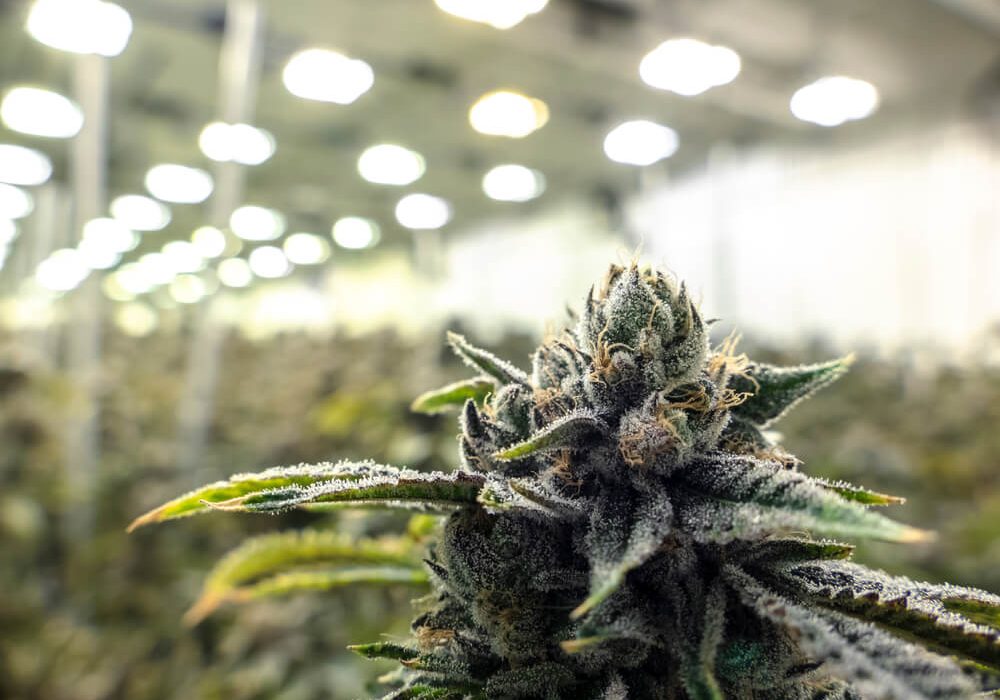 CBD of Denver Acquires Swiss Cannabis Wholesaler