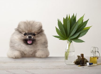 Martha Stewart’s CBD For Pets Brand Expected To Hit Markets This Fall