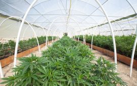 You’re Not Growing Your Own Cannabis Yet? 4 Reasons Why You Should Start Today
