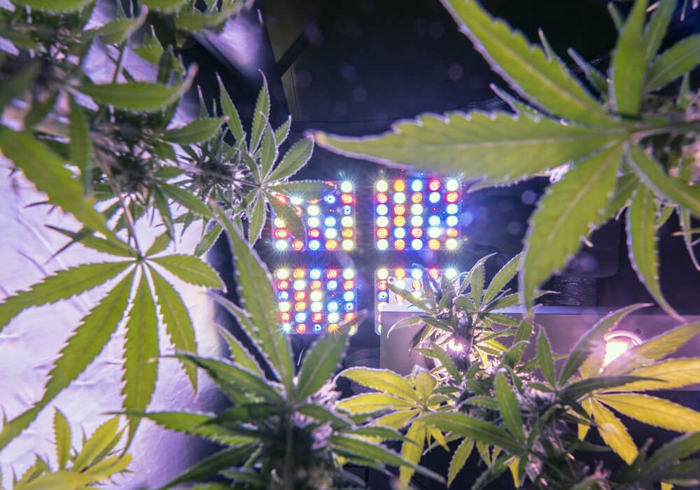 How To Properly Grow Cannabis Plants Indoor