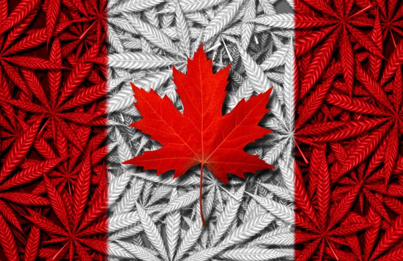 Canadian cannabis concept and Canada marijuana law social issue as medical and recreational weed icon as a red maple leaf on a background of pot leaves in a 3D illustration style.