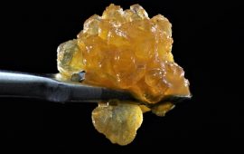 3 important factors to consider when buying Cannabis Concentrates