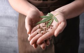 4 Different Cannabis Seeds: A Quick Review